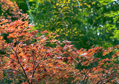 Maple Tree in a Bamboo Forest