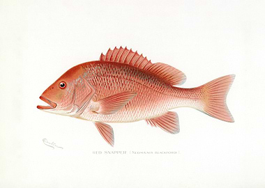 Red Snapper Illustration