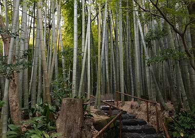 Bamboo Forest Entrance