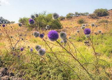 Globe Thistle Flowers in a Field