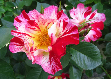 Variegated Rose Blossoms