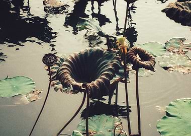 Lotus Pond Still Life