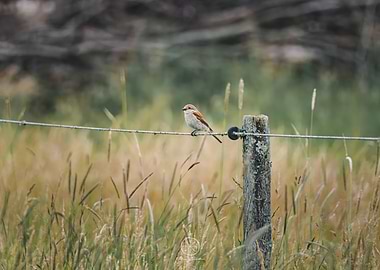 Bird on a wire fence