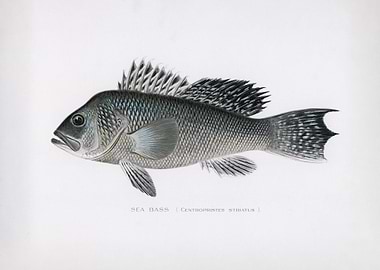 Sea Bass Illustration