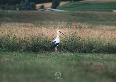 Stork in a Field