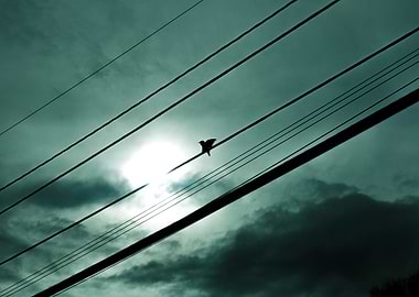 Bird on a Wire Silhouette