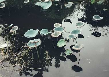 Lotus Pads in Dark Water
