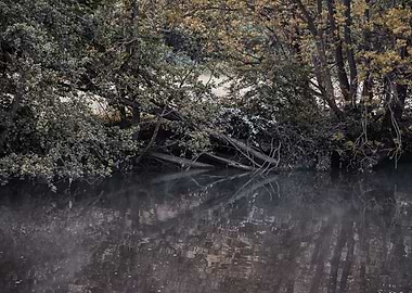 Overhanging Trees Reflecting in Dark Water