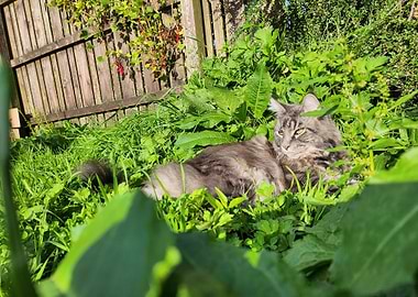 Cat in a lush green garden