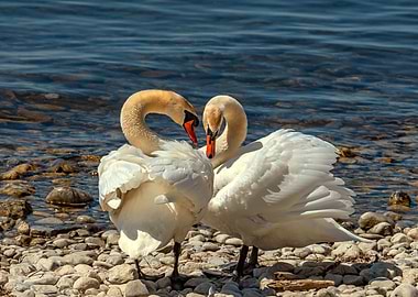 Romance on the shore