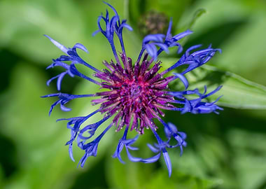 Close-up of a Mountain Cornflower