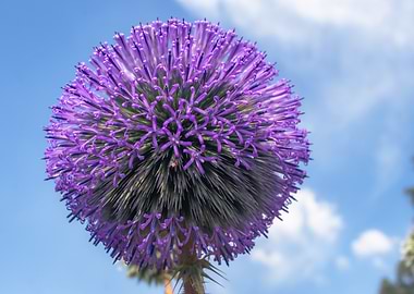 Purple Globe Thistle Flower