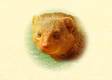 Mongoose Portrait