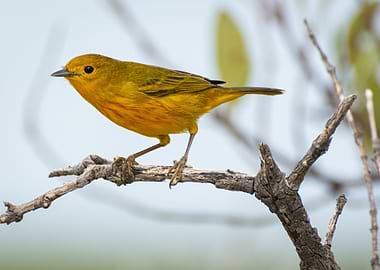 Yellow Warbler on a Branch