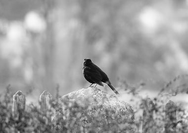 Black Bird on Stone in Black and White
