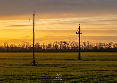Golden Field with Utility Poles