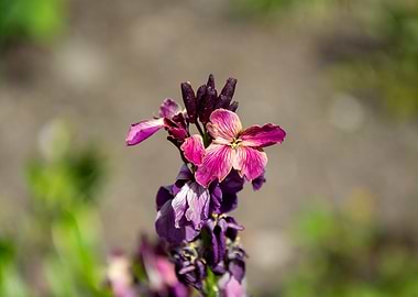Purple and Pink Flower Close-Up