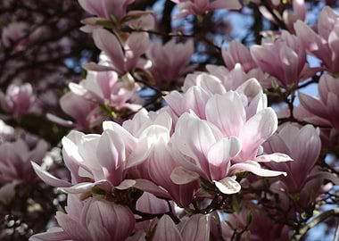 Magnolia Blossoms in Spring Sunlight