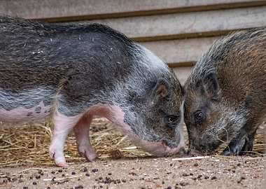 Two Pigs Sniffing the Ground