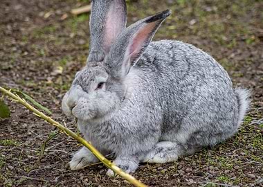 Gray Rabbit Eating a Twig