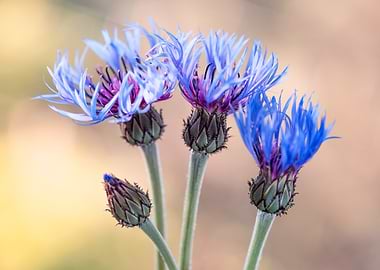 Blue Cornflowers Close-Up