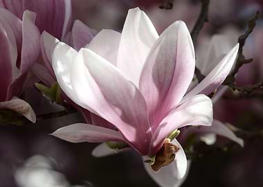 Magnolia Blossom Close-Up