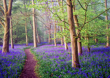 Bluebell Forest Path