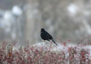 Blackbird perched on a stone
