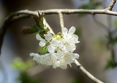 White Cherry Blossoms on Branch