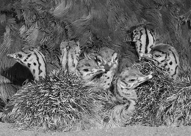 Ostrich chicks huddled together in nest