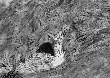 Black and White Ostrich Chick Portrait 1362
