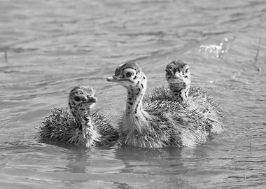 Three Ostrich Chicks Swimming in Water 1306