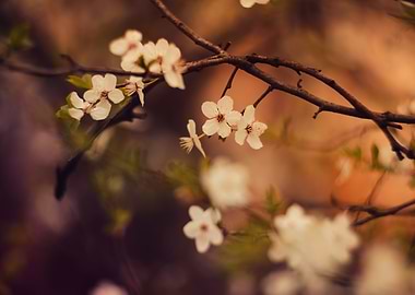 White Blossoms on Branch