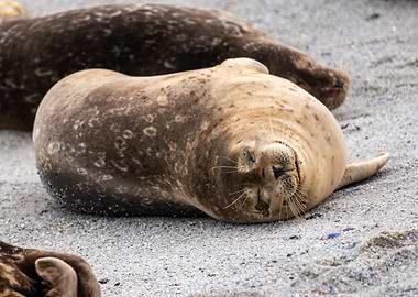 Sleeping Seal on the Beach