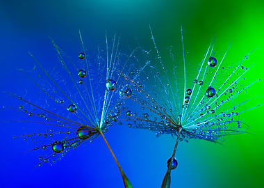 Dandelion Seeds with Water Droplets