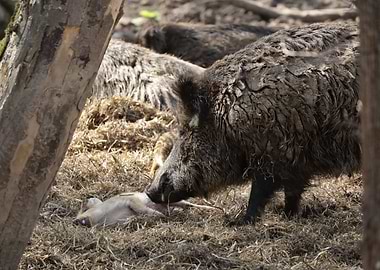Wild Boar with Prey in Forest