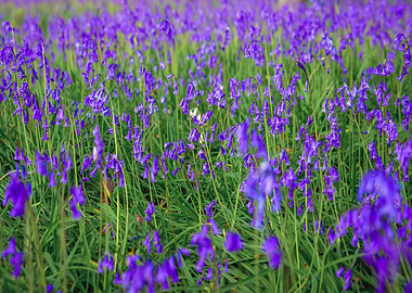 Field of Bluebell Flowers