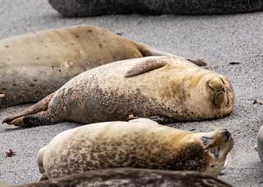 Seals Resting on a Sandy Beach