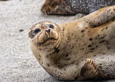 Resting Spotted Seal on Sandy Beach
