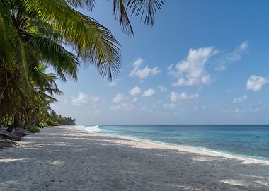 Tropical beach with palm trees