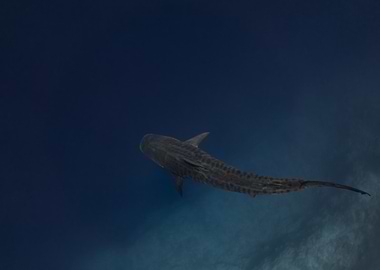 Tiger Shark Swimming in Deep Blue