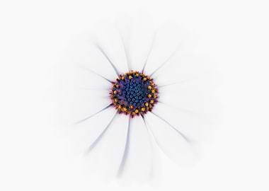 White Daisy flower. Minimalist High-Key Close-Up Photo of a Single Daisy Flower on White Background.
