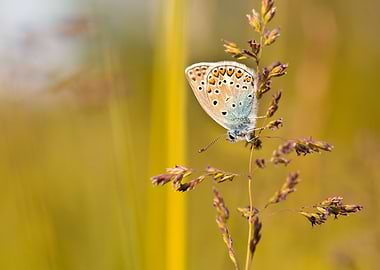Butterfly on Grass