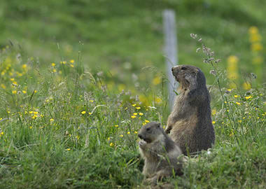Two Marmots in a Grassy Field