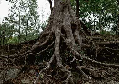 Ancient Tree Roots Clinging to Eroded Hillside
