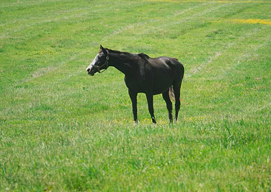 Black Horse in a Green Field