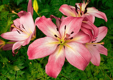 Pink Lily Flowers