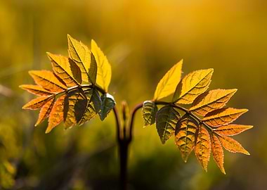 Young Leaves in Golden Sunlight