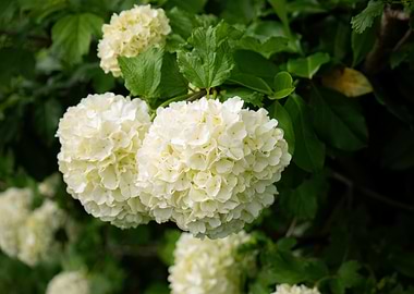 Close-up of blooming Snowball Viburnum