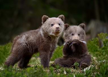 Two Brown Bear Cubs in Forest